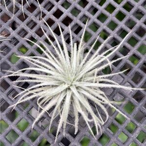Silvery Air Plant (Tillandsia) - Soft Fuzzy Rosette